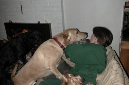 Trigger, the big yellow lab